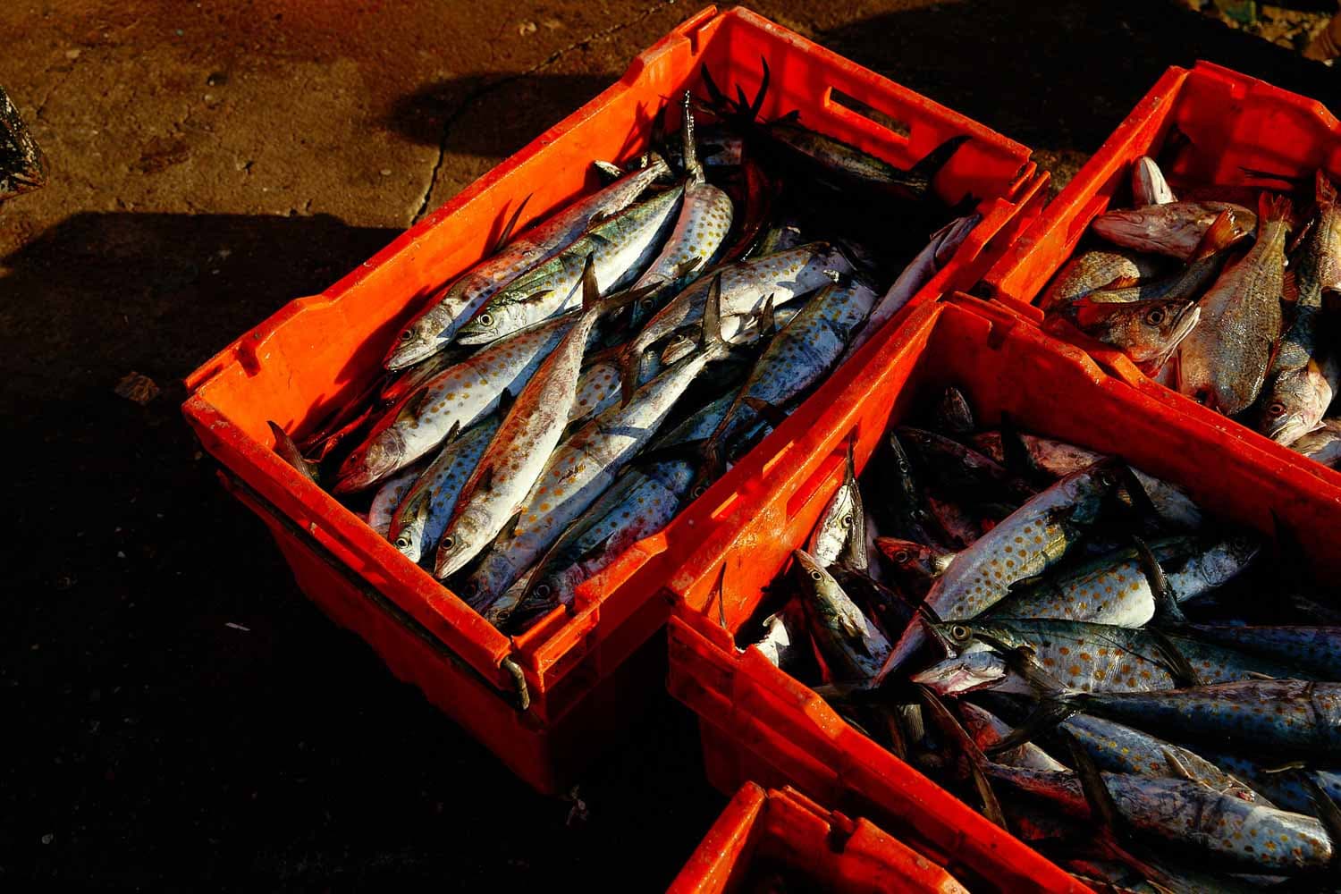 Carlos Urrego Photography 00021